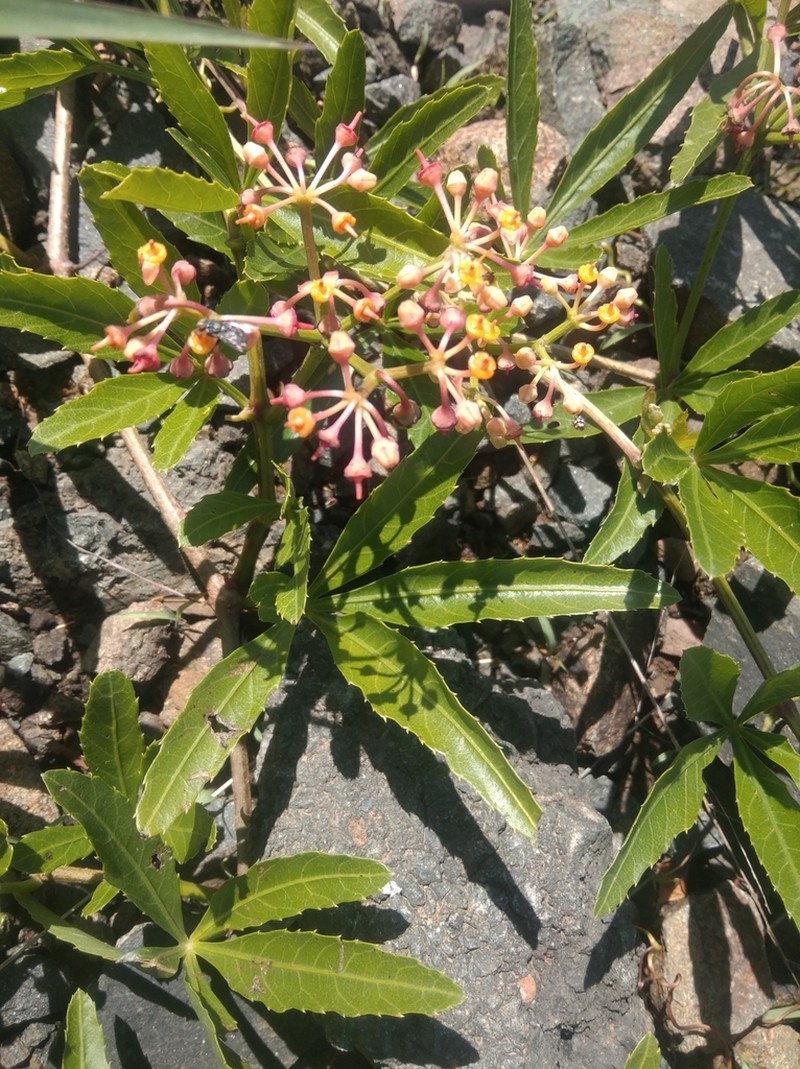 Cissus palmata