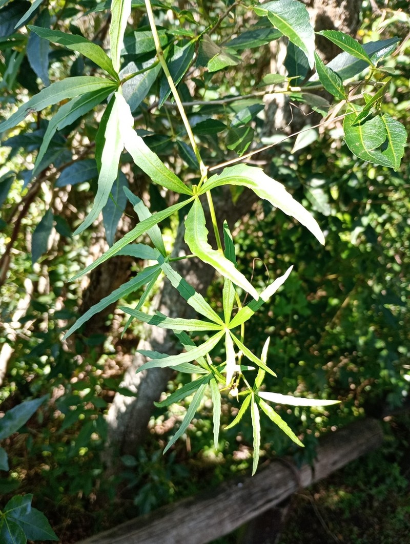 Cissus palmata photo 2