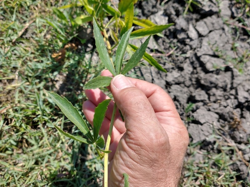 Cissus palmata photo 3