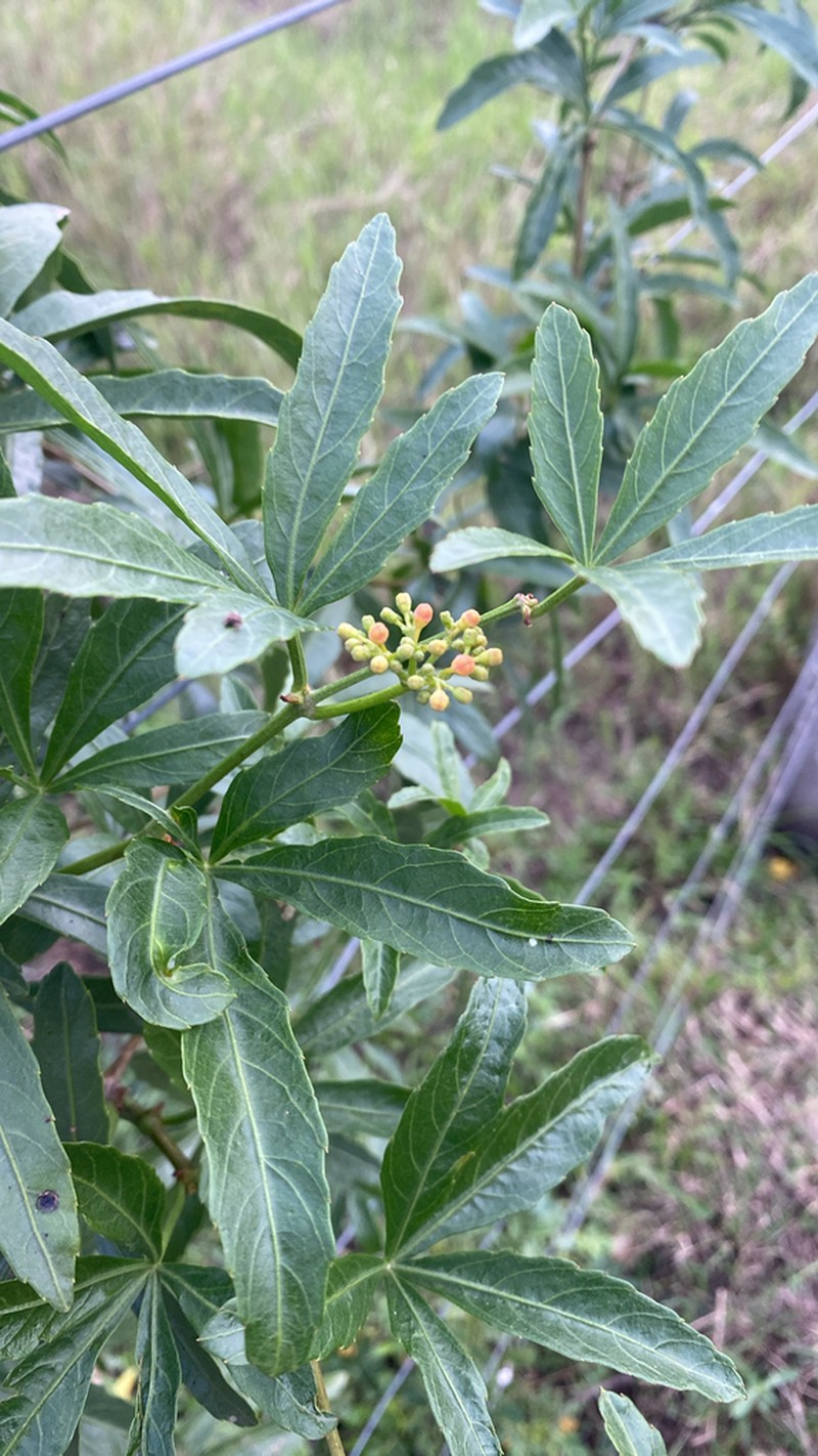 Cissus palmata photo 4