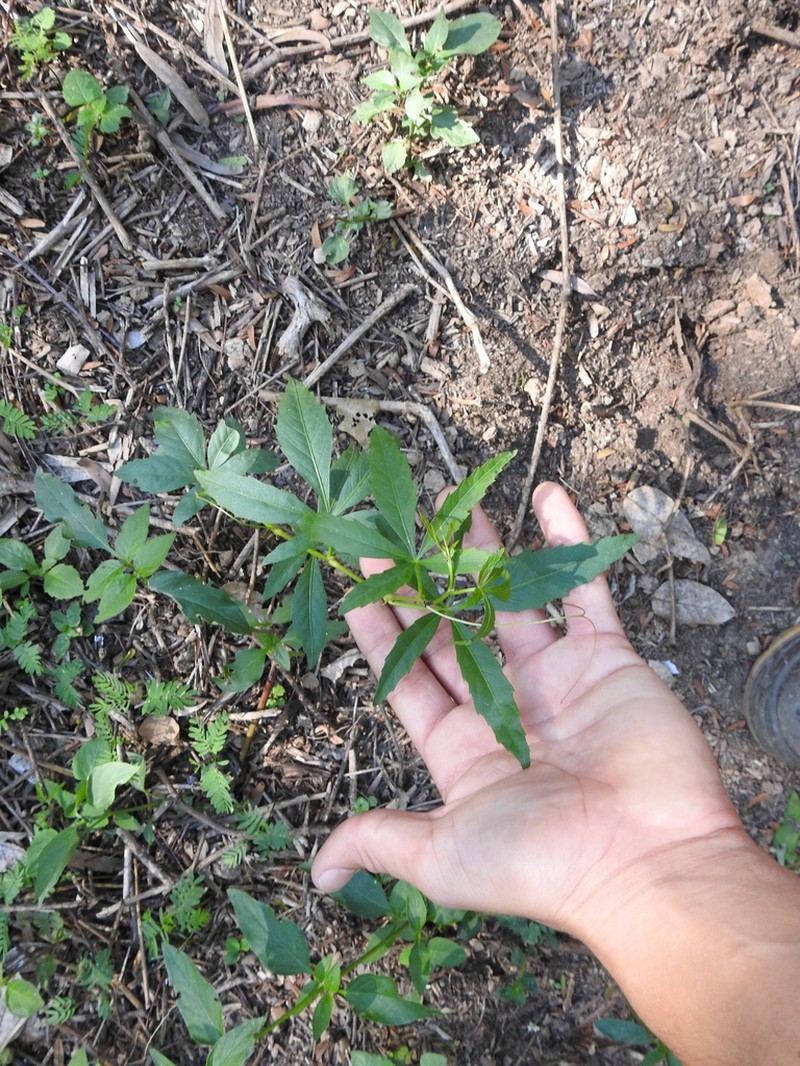 Cissus palmata photo 5