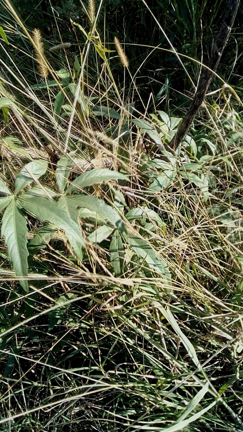 Cissus palmata photo 6