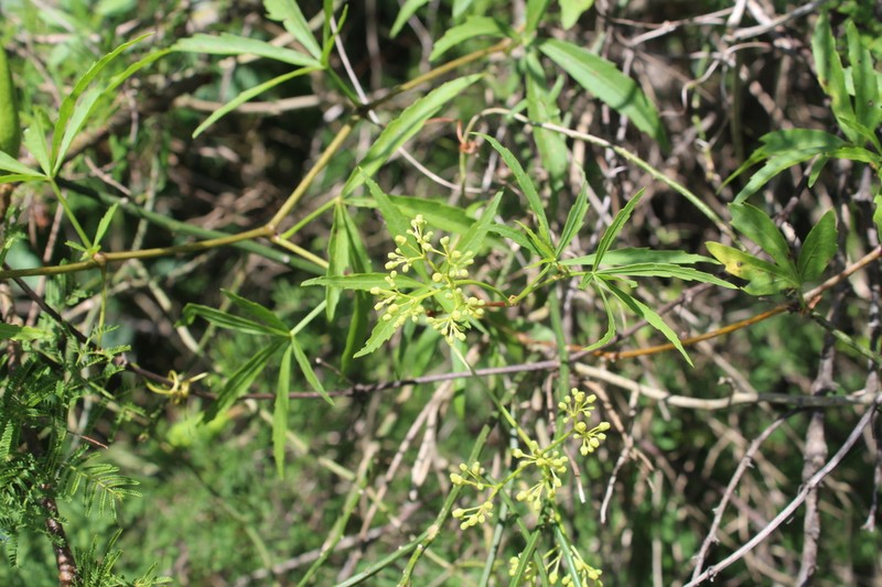 Cissus palmata photo 8
