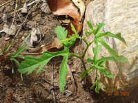 Cissus palmatifida