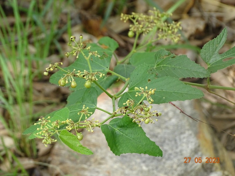 Cissus palmatifida photo 2