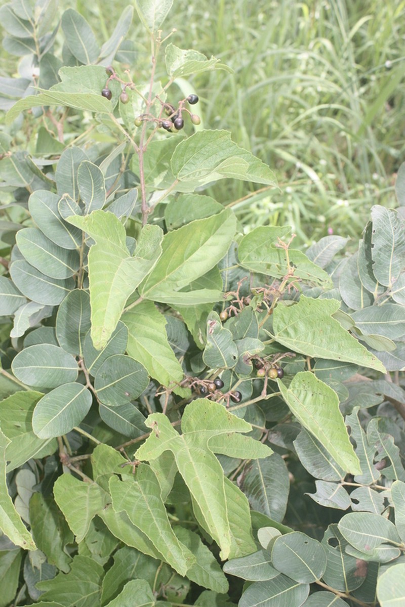 Cissus palmatifida photo 3