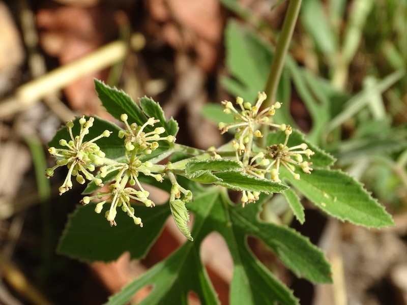 Cissus palmatifida photo 4
