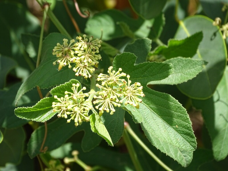 Cissus palmatifida photo 5