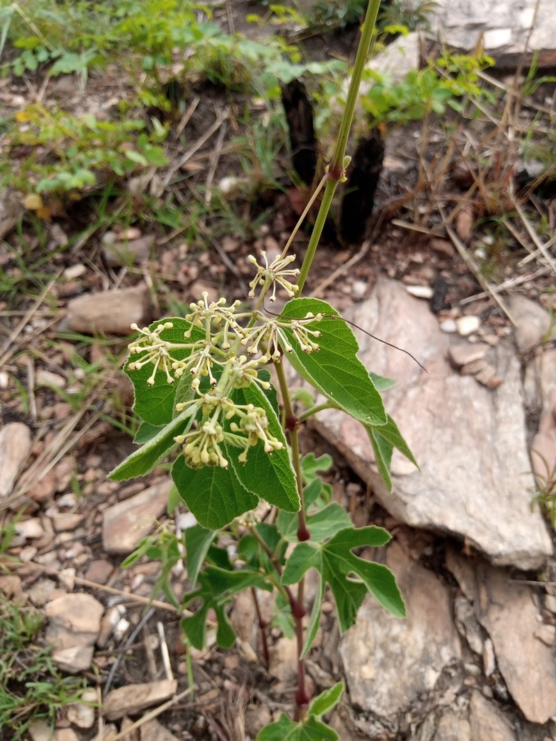 Cissus palmatifida photo 6