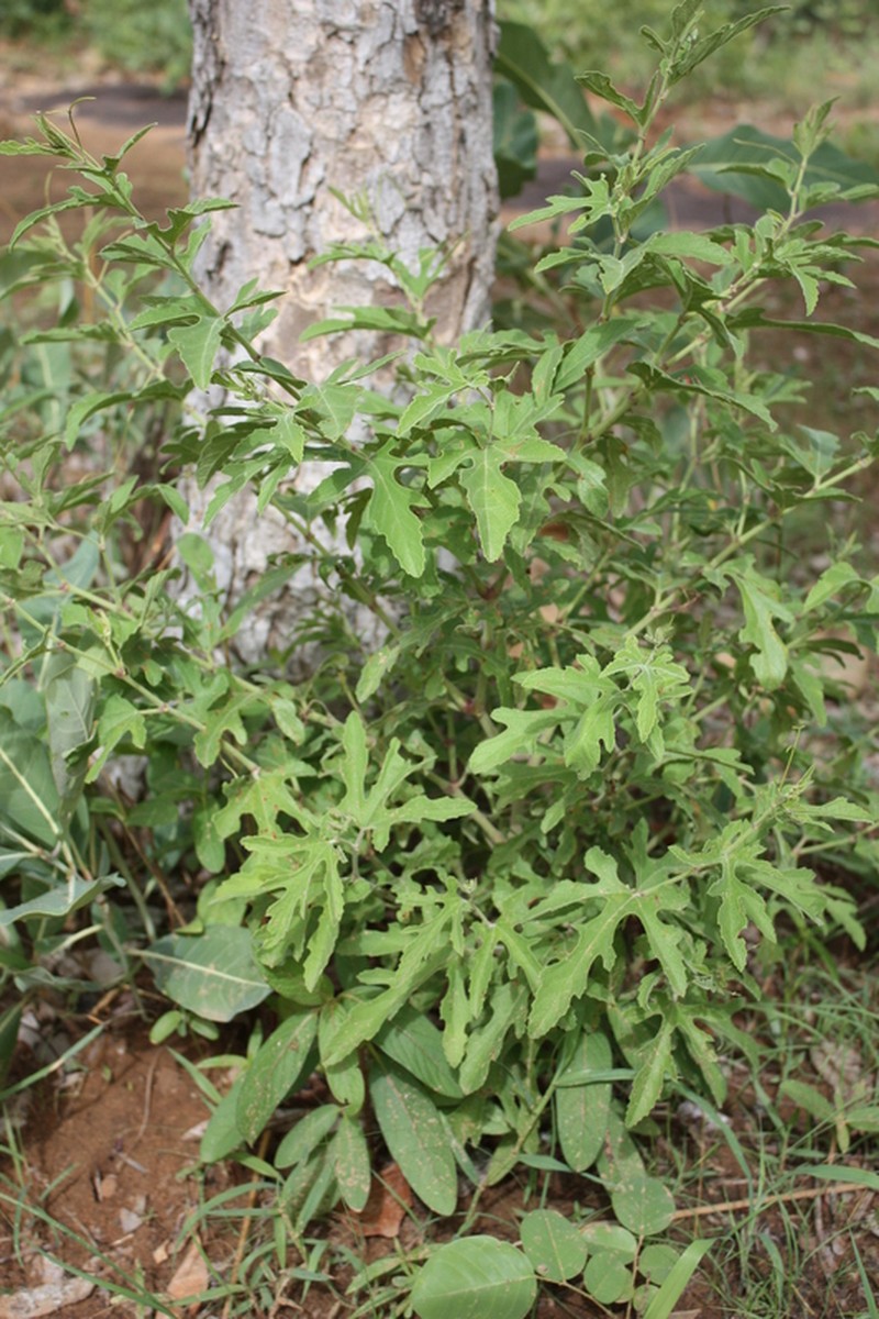 Cissus palmatifida photo 7