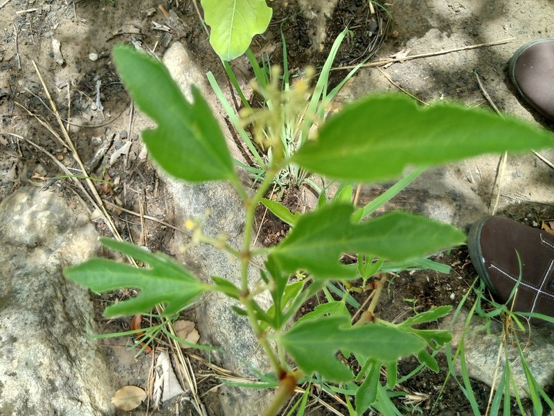 Cissus palmatifida photo 8