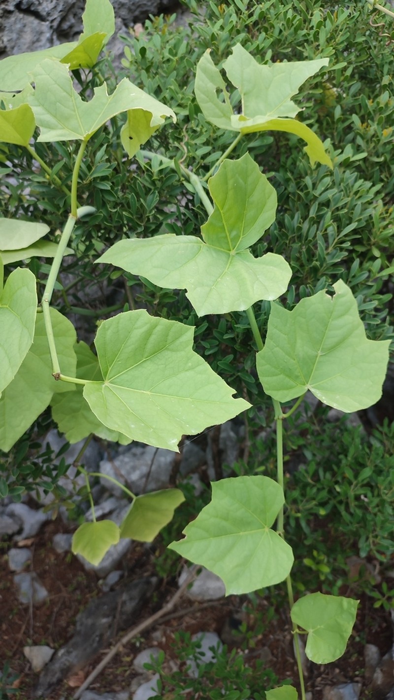 Cissus paniculata