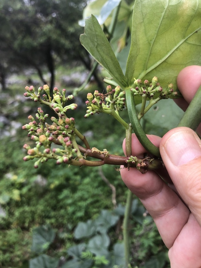 Cissus paniculata photo 2