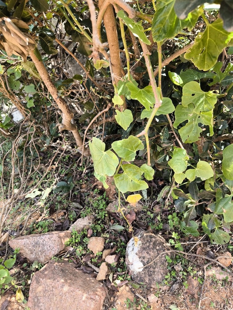 Cissus paniculata photo 3