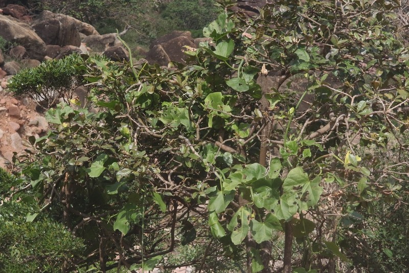 Cissus paniculata photo 4