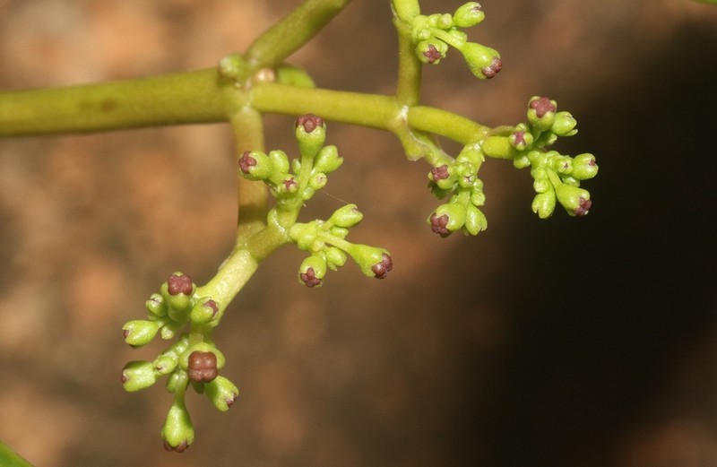 Cissus paniculata photo 5