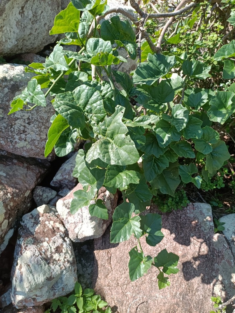 Cissus paniculata photo 6