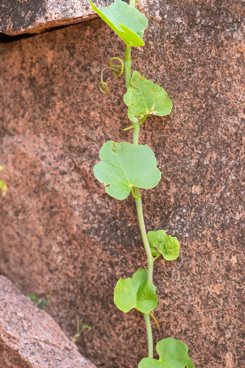Cissus paniculata photo 7