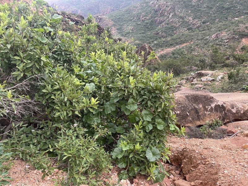 Cissus paniculata photo 8