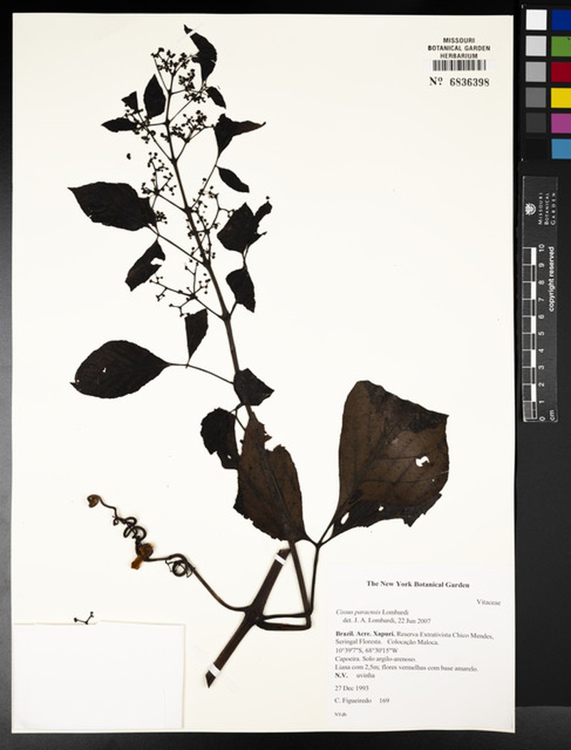 Cissus paraensis