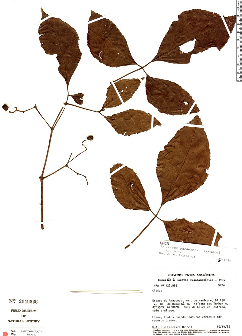 Cissus paraensis photo 2