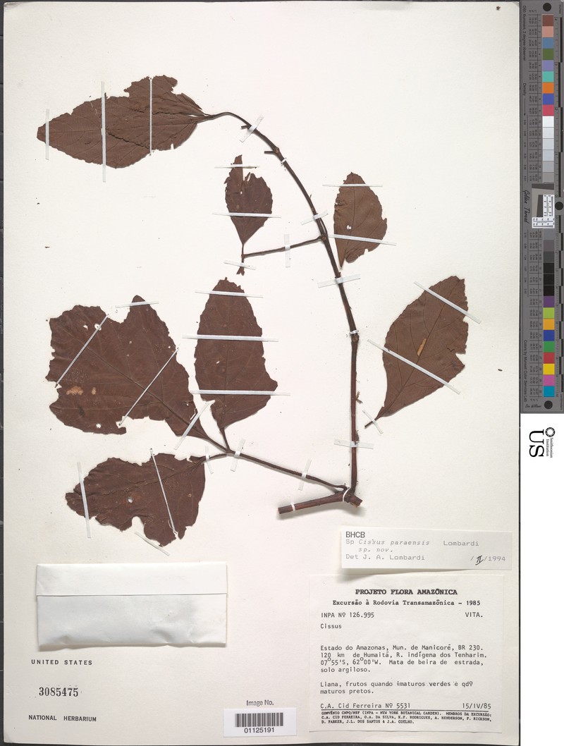 Cissus paraensis photo 3
