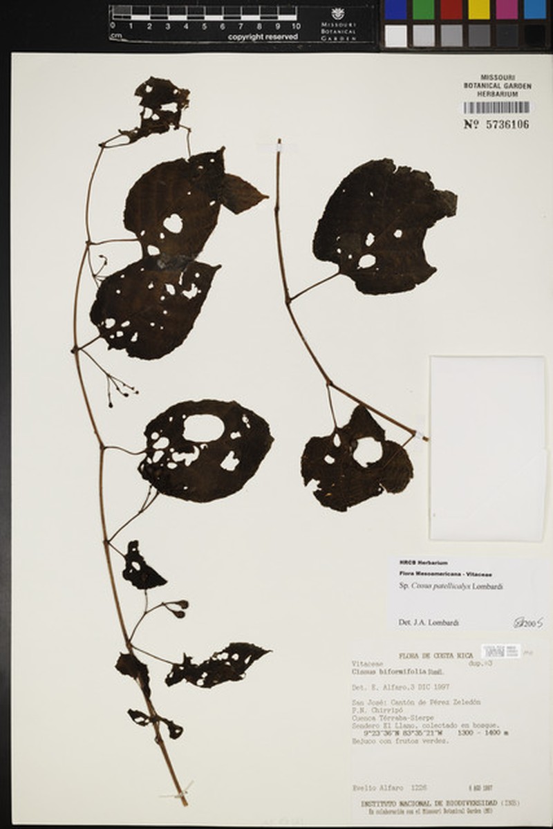 Cissus patellicalyx