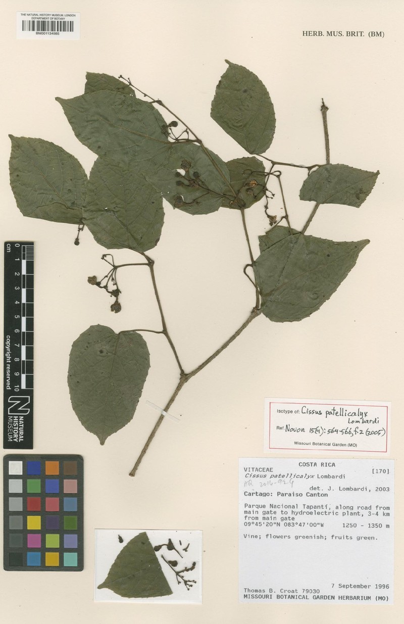 Cissus patellicalyx photo 2