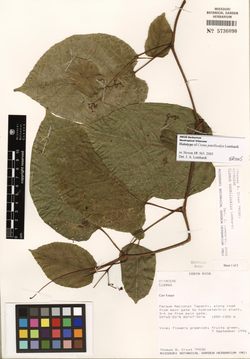 Cissus patellicalyx photo 3