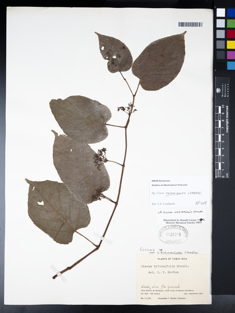 Cissus patellicalyx photo 4