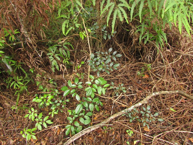 Cissus paullinifolia