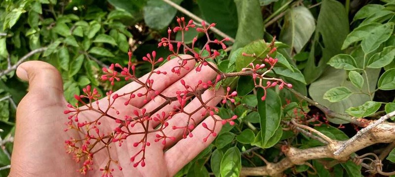 Cissus paullinifolia photo 2
