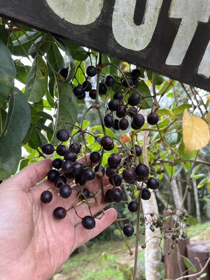 Cissus paullinifolia photo 3