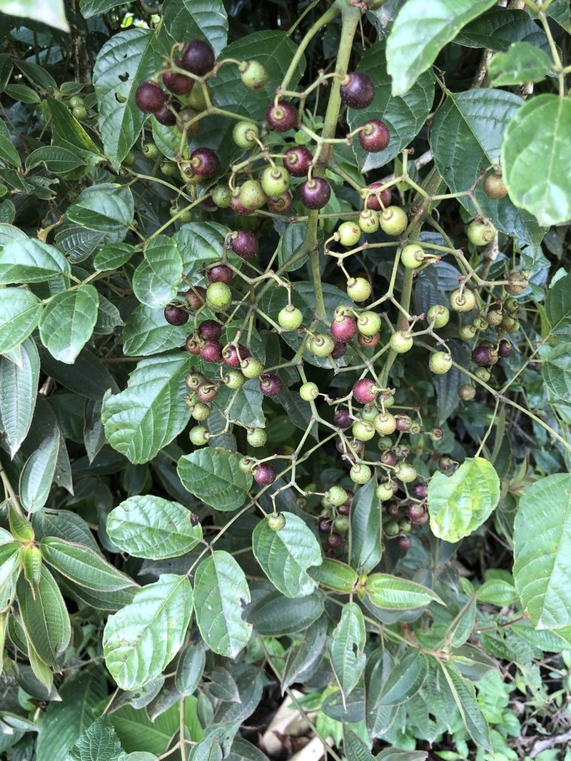 Cissus paullinifolia photo 4