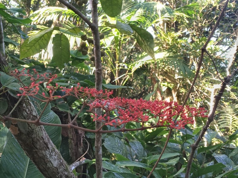 Cissus paullinifolia photo 5