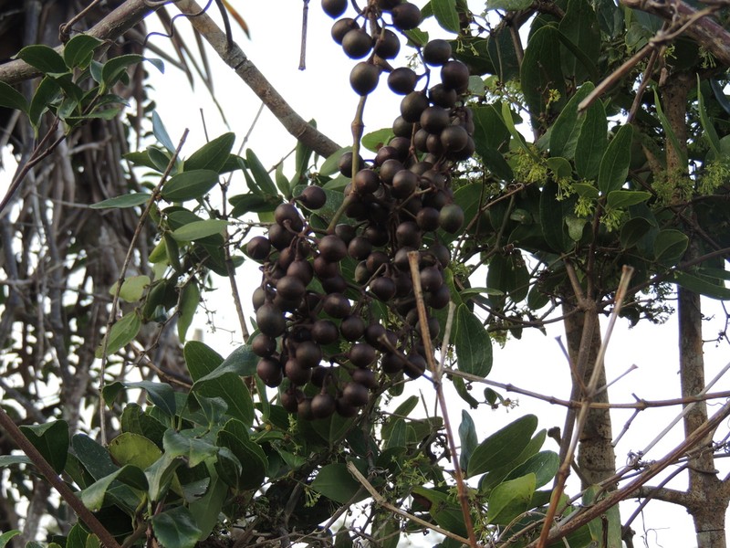 Cissus paullinifolia photo 6