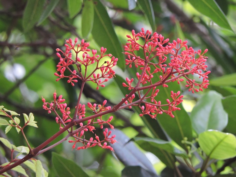 Cissus paullinifolia photo 8