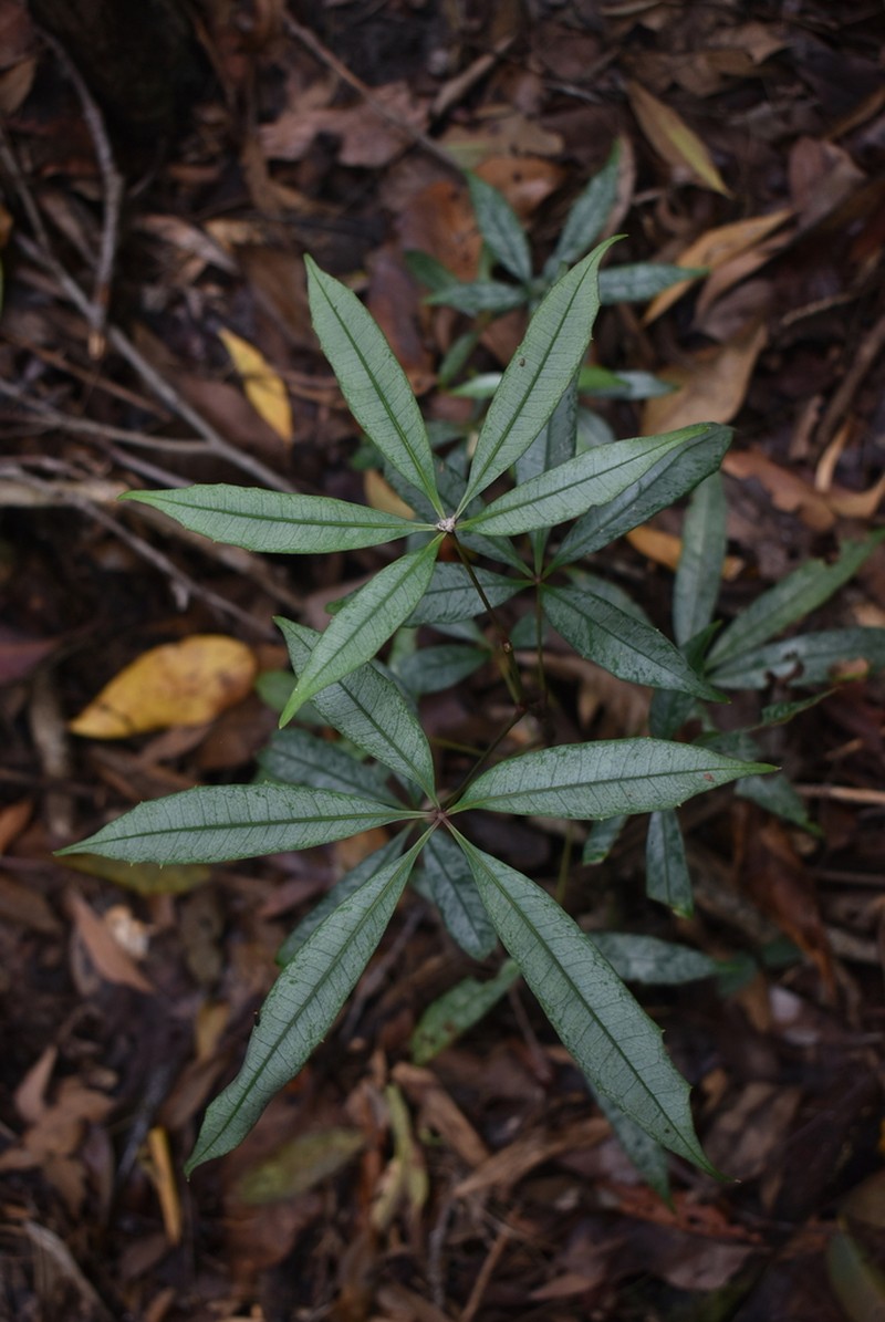 Cissus penninervis