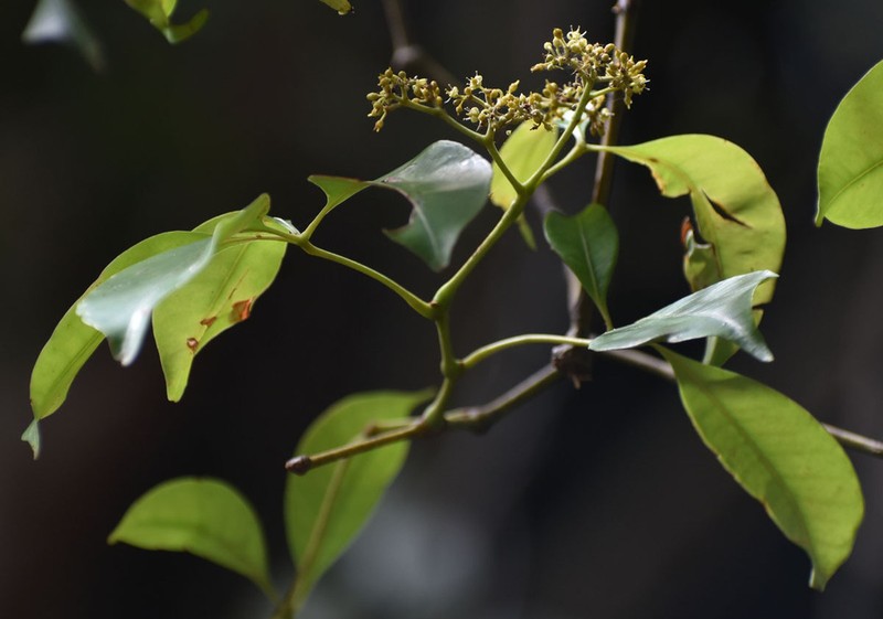 Cissus penninervis photo 2