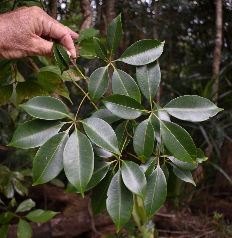 Cissus penninervis photo 3