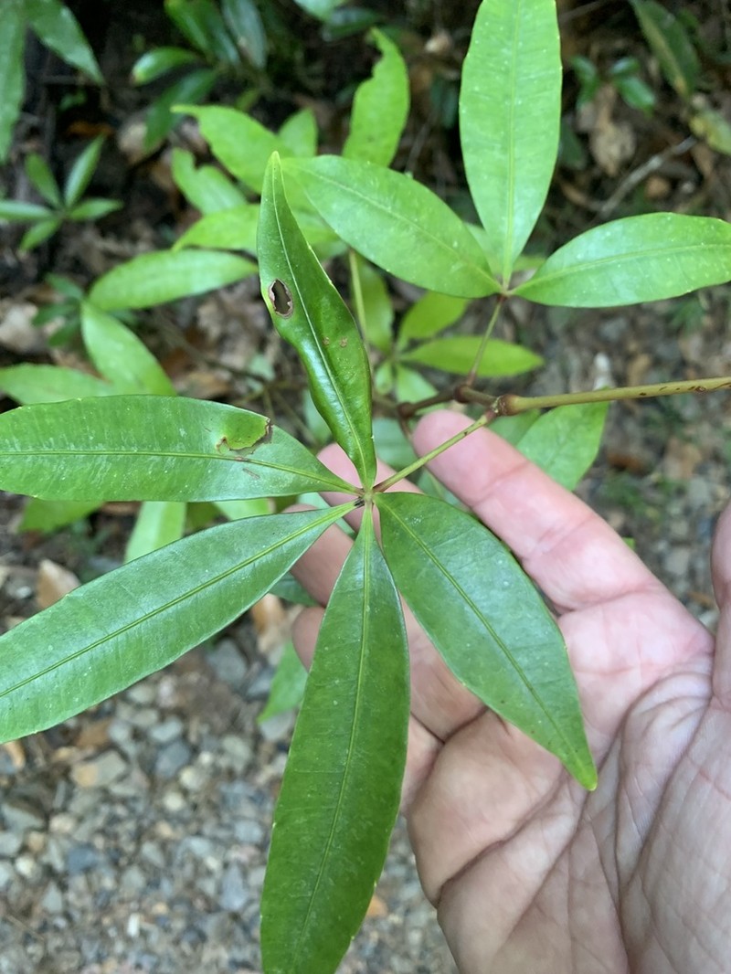 Cissus penninervis photo 4
