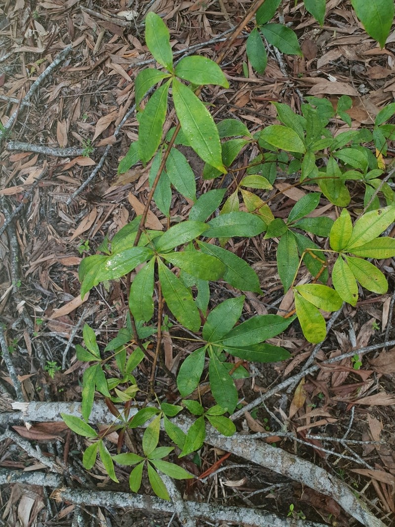 Cissus penninervis photo 5