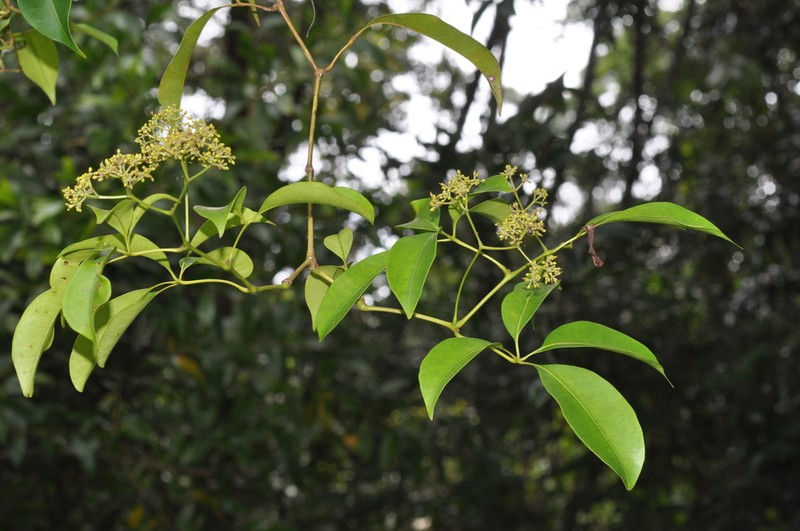 Cissus penninervis photo 6