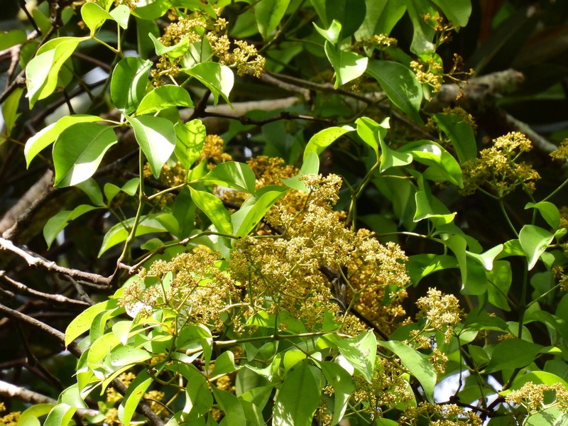 Cissus penninervis photo 7