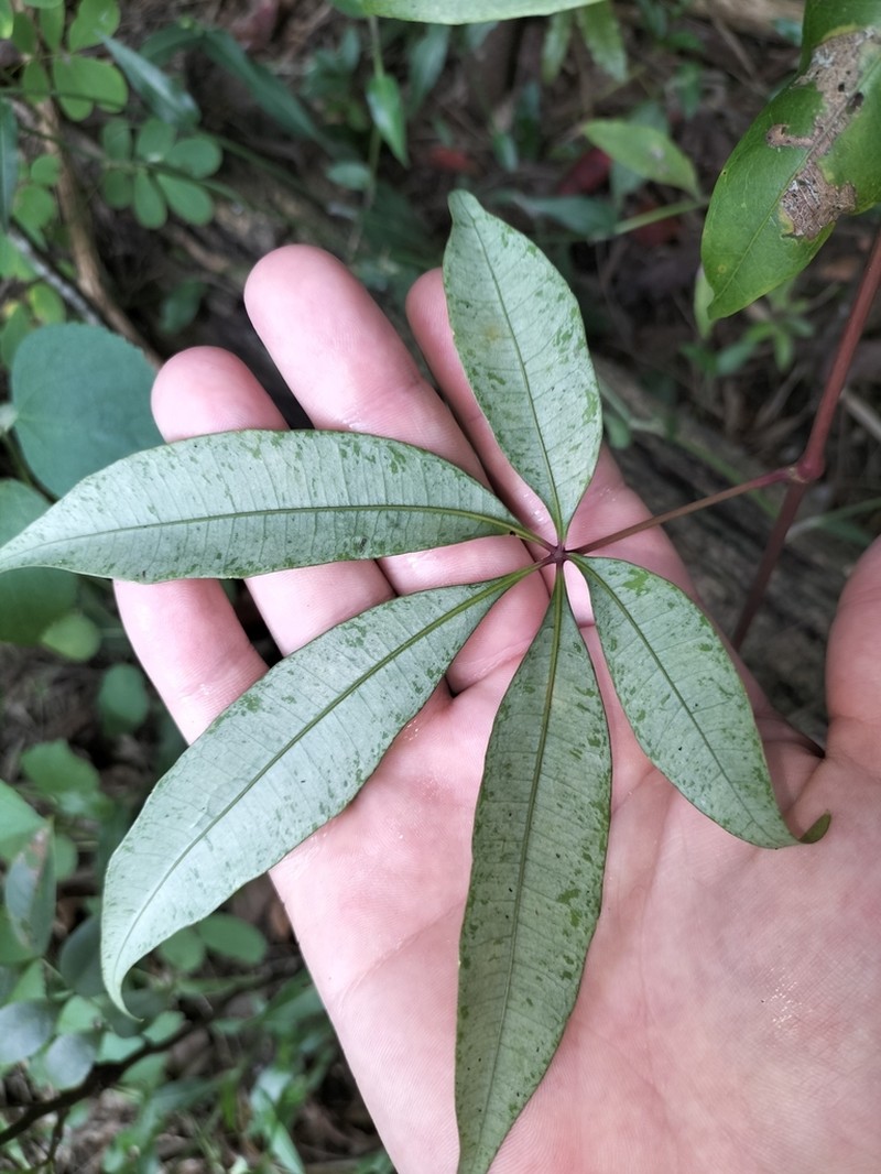 Cissus penninervis photo 8