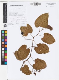 Cissus pentaclada
