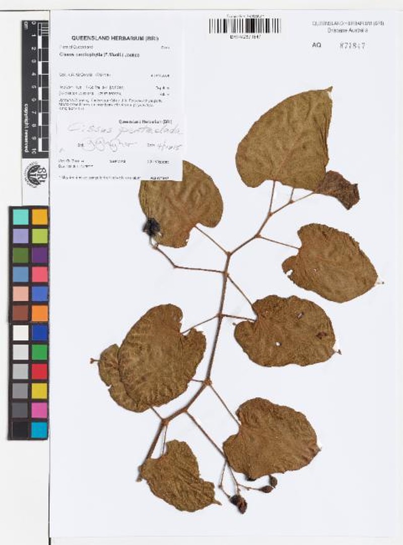 Cissus pentaclada