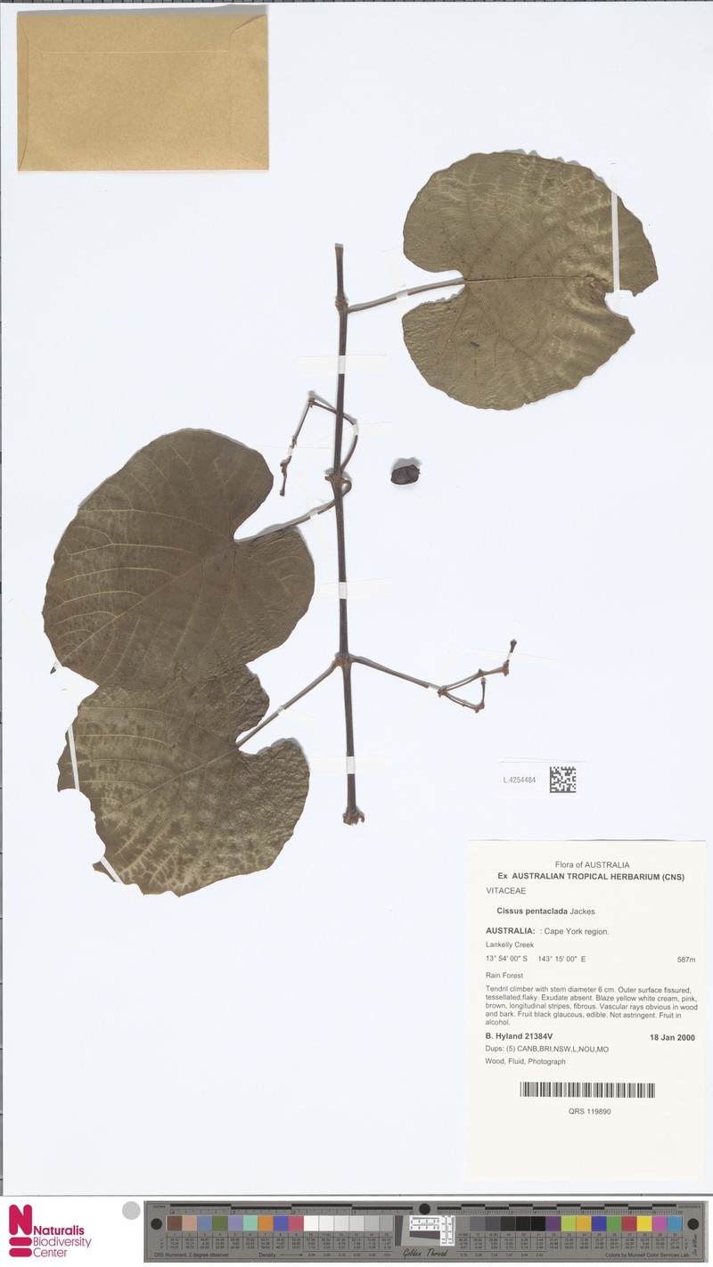 Cissus pentaclada photo 2
