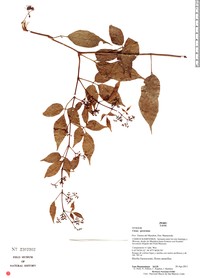 Cissus peruviana