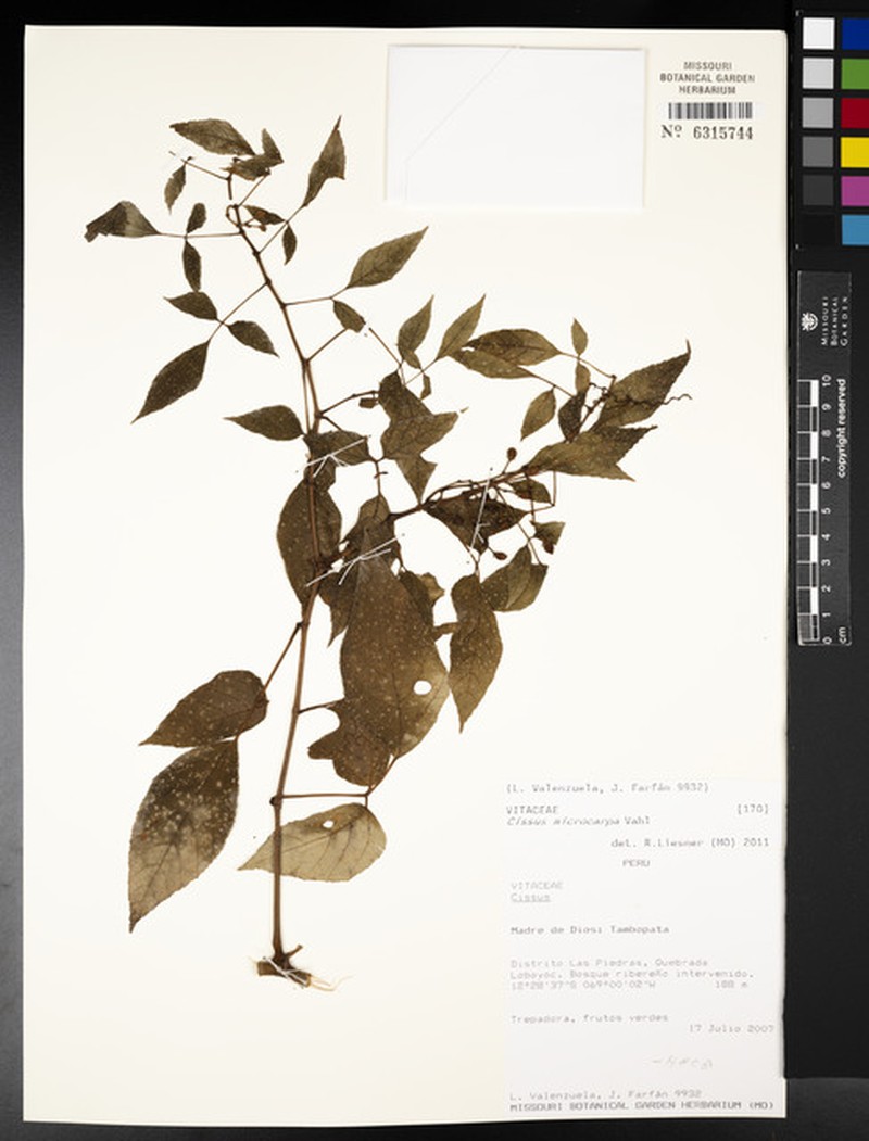 Cissus peruviana photo 5